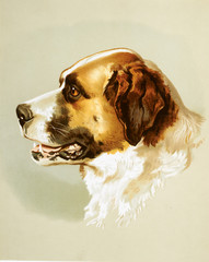 Naklejka premium dog illustration in grey background