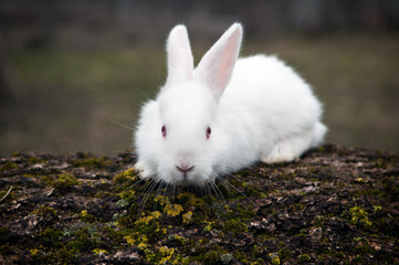 white rabbit
