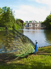 Foto auf Acrylglas peacock in a classic park © eska2012