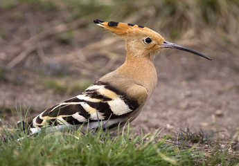 Hoopoe bird