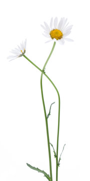 Wiesen-Margerite (Leucanthemum vulgare) vor wei&szlig;em Hintergrund