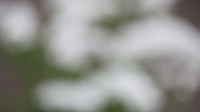 Little white flowers blooming bush
