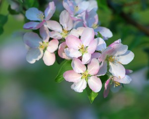 Apple blooms