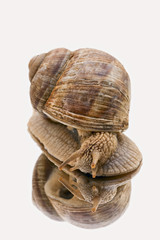 large garden snail in the mirror with a white background