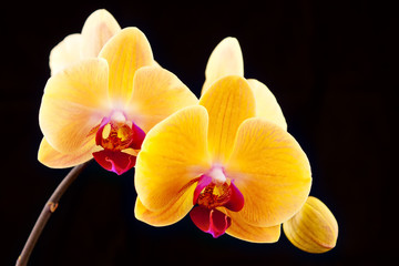 beautiful yellow orchids on a black background