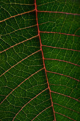 leaf background