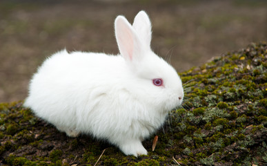 little white rabbit in a field