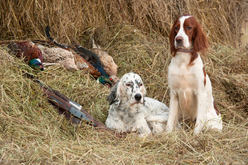 Successful bird shoot