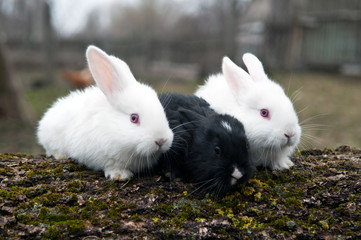 three little rabbits