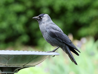 Jackdaw