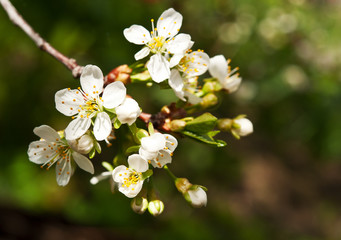 spring flowers blossoms