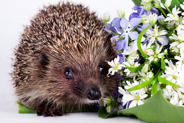 Hedgehog with wild flowers