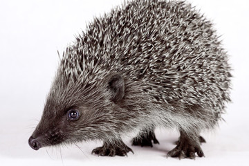 cute little hedgehog.