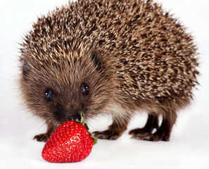 hedgehog near berry strawberry