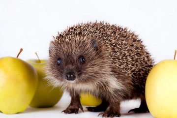 hedgehog near yellow apples