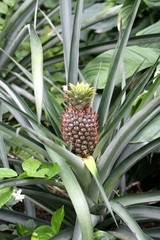 Obraz premium ananas