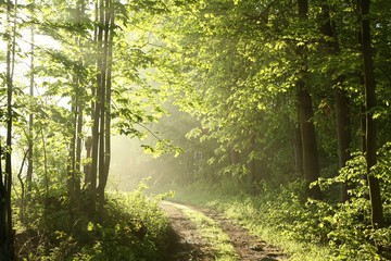 Fototapeta premium Forest path on a sunny spring morning