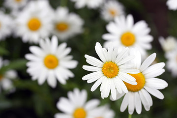 Obraz premium daisy