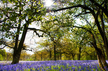 Bluebells in the forest.