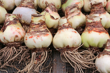 Amaryllis Bulbs