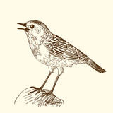 Pen and ink illustration of singing bird