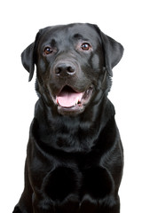 Black Labrador Retriever with open mouth