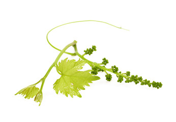 vine sprout with young grape cluster