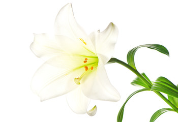 single lily flowers head on white