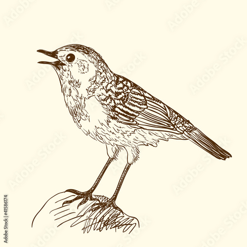 Pen and ink illustration of singing bird