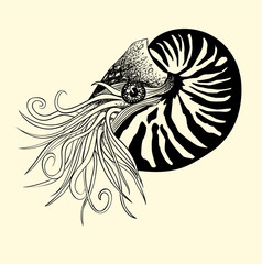 Pen and ink illustration of nautilus
