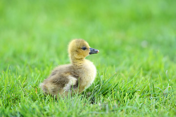 Geese