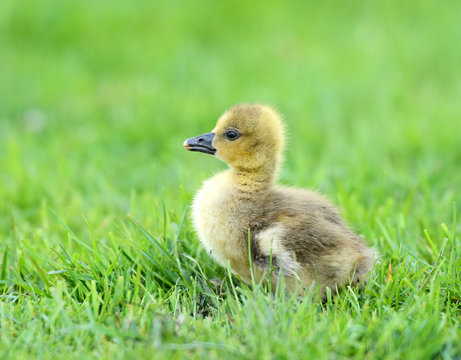 Geese
