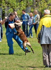 police dog