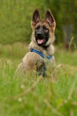berger allemand