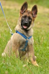 berger allemand