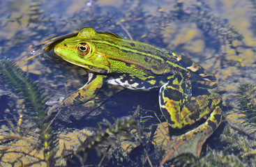 Frog