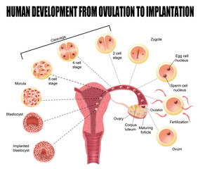 Human development from ovulation to implantation - obrazy, fototapety, plakaty