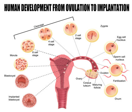 Human development from ovulation to implantation