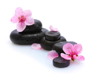 Fototapeta na wymiar Spa stones with drops and pink sakura flowers isolated on