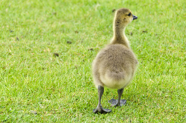 Back View of a Gosling on Grass