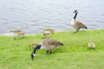 Family of Canada Geese by the Rideau Canal Ottawa