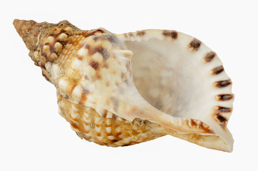 Sea shell