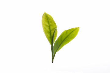 Fototapeta premium Close up fresh tea leaves on white background
