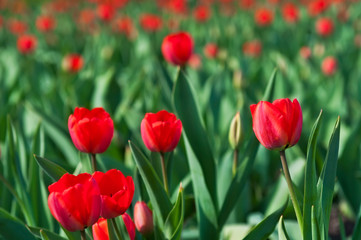 Fototapeta premium Field of Tulips