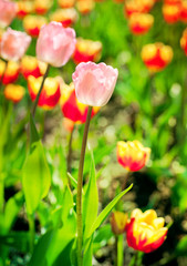 tulips