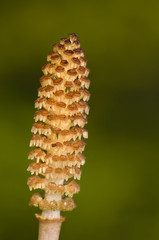 horsetail