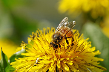 Bee on dandelion.