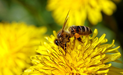 Bee on dandelion.