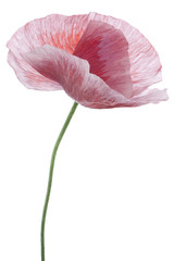 Fototapeta premium poppy