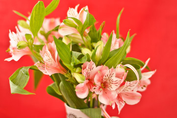 Bouquet of alstroemeria isolated on red
